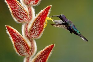 violet-sabrewing-hummingbir.jpg