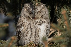 Eastern Screech Owl (gray morph) 103.jpg