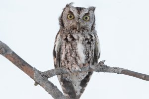 Eastern Screech Owl (gray morph) 105.jpg