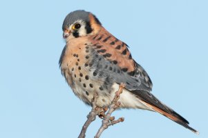 American Kestrel (male) 112.jpg