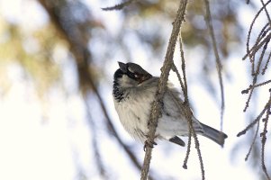English sparrow copy.jpg