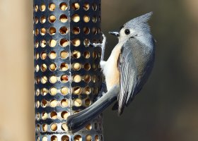 TuftedTitmouse0376Pweb.jpg