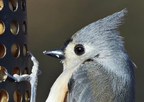 TuftedTitmouse0376P100pcCrop.jpg