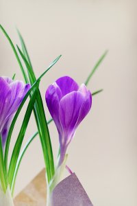 Crocus.jpg