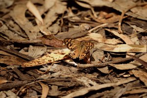 butterfly 2656 S.jpg