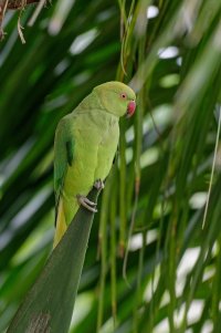 Psittacula crameri - Rose-ringet Parakeet Female - Crop 9.jpg