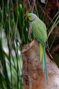 Psittacula crameri - Rose-ringet Parakeet Female - Crop10.jpg