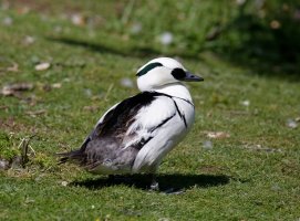 Smew5298_sm.jpg
