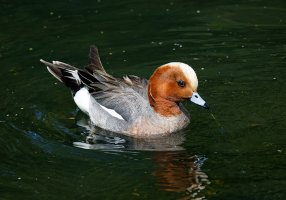 Wigeon5261_Crop1024.jpg