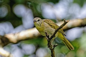 Sicalis flaveola - Saffron Finch 1B Female.jpg