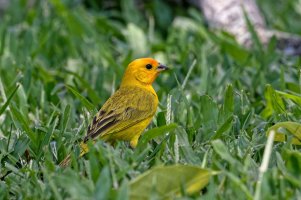 Sicalis flaveola - Saffron Finch 13 Male.jpg