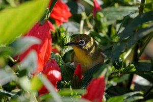 Zosterops japonicus - Japanese White-Eye 14.jpg