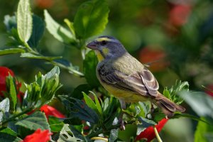 Serinus mozambicus - Yellow-fronted Canary 8.jpg