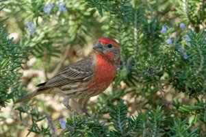 Carpodacus mexicanus - House Finch Male  16.jpg