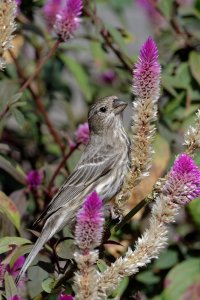 Carpodacus mexicanus - House Finch Female  17.jpg