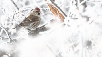 Redpoll_26031.JPG