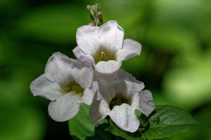 Asystasia gangetica 2.jpg