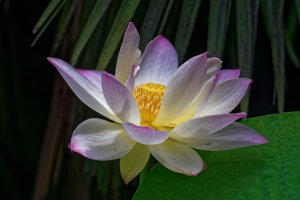 Nelumbo nucifera - Lotus 3.jpg