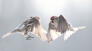 Hi Red, where ya heading_26278.JPG