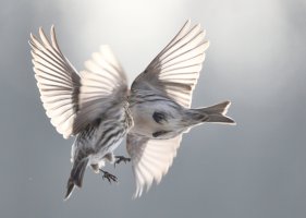 This means war_s_26279.JPG