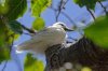 Gygis alba - White Tern 14 Juvenile.jpg