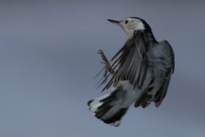 Another dud_26398.JPG