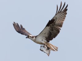 Osprey+Flatfish_915A4344_7DII_100-400.jpg