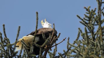 Dive bombed_16500.JPG