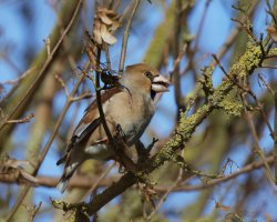 Hawfinch_3Q7A3601-small.jpg