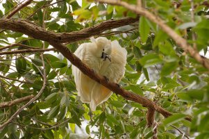 Cacatua moluccensis - Salmon-crested cockatoo 9.jpg