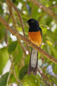 Copsychus malabaricus - White-rumped Shama 15 Male.jpg