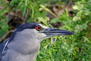 Nycticorax nycticorax hoactli - Black crowned Heron 15.jpg