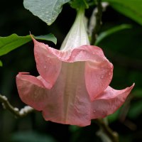 Brugmansia suaveolens - Angel's Trumpet 1B.jpg