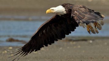 Bald eagle_17531.JPG