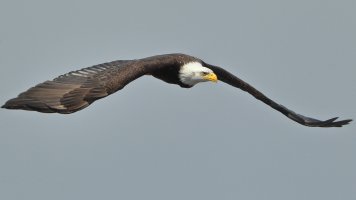 Bald eagle_18368.JPG