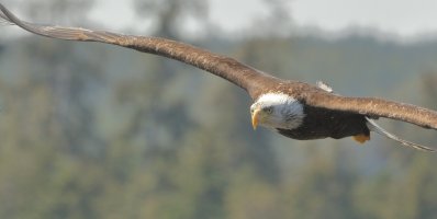 Bald eagle_18224.JPG