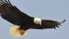 Bald eagle_18267.JPG