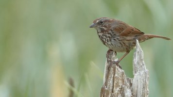 Haida G sparrow_s_18498.JPG