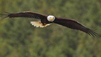 Bald eagle_s_18387.JPG