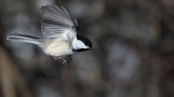 ChickadeeFlight_25310.JPG