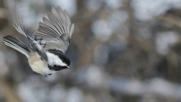 Chickadee flight_s_1D4_15318.JPG