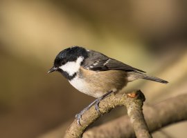 Kinghorn Coal tit.jpg