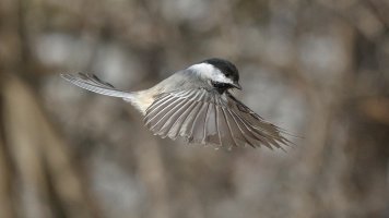 Chickadee flight_s_15248.JPG