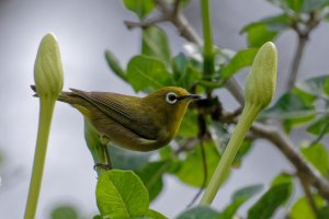 Zosterops japonicus - Japanese White-Eye 14.jpg