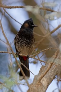 Pycnonotus cafer - Red-vented bulbul 21.jpg