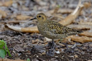 Pluvialis fulva - Pacific Golden Plover 37.jpg