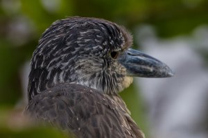 Juvenile_Yellow_Crowned_Night_Heron-3.jpg