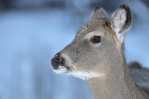 WT deer IM._s_27154.JPG