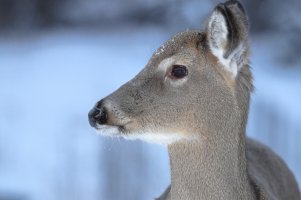 WT deer Im._27147_s.JPG