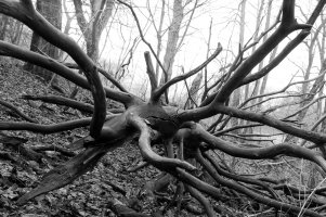 BW-tree-0420.jpg
